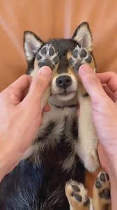Getting these furry babies all clean and fluffy🐾 | Bloom