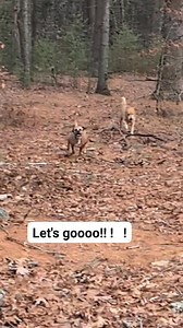 Slo mo #letsgo #idoitfurmydawgs #pawsitivevibespetcare #localdogwalker #lovewhatyoudo #petcareservices # | Feathers & Tails Pet Care / Paw-sitive Vibes Pet Care L.L.C