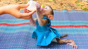 100K views · 429 reactions | Most Cutest Pruno Extremely Content Drink Milk From Huge Bottle, Pruno Looks Satisfied Milk From Mom | Monkey Dodo | Facebook