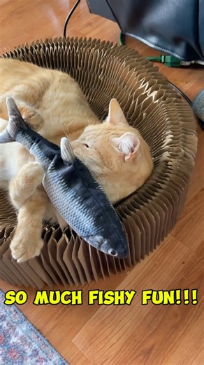 Watch Fun Fishy Interactive rechargeable pet toy that kitty loves  on Amazon Live