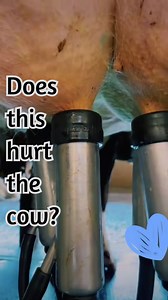 25K views · 179 reactions | Milking machines don’t hurt cows. Cows need to feel comfortable in order to let their milk down, and milking machines were designed with cow comfort in mind. #milkingmachine #cowcomfort #dairycow #dairydoc #dairykind | Dairy Doc | Facebook