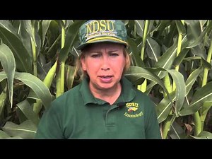 Scouting for Two-spotted Spider Mites in Field Corn