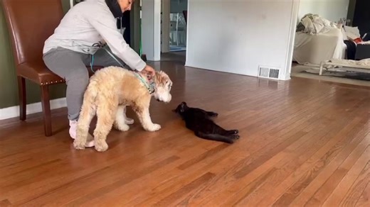 Gemma Dislike vs not socialized First impressions become labeled behaviors for dogs daily Confusing what dogs like and don’t like for what they don’t know is very common and typically stops dogs from moving forward. One of those examples right here This was Gemmas second day here with Grim Now after distinguishing that her pray drive is actually a game of cat and mouse “The Chase” Knocking out the chase and utilizing leash guidance and some boundaries Does she actually not like cats? NO She like