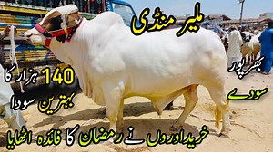 Malir Mandi Karachi Cattle Rates Update In Ramzan | Cow Mandi 2023 140K Me Behtreen Soda♥️ For Videos & Promotion : Contact # 0303-5478091 #malirmandi #malirmandi2023 #BakraEid2023 #bull #lumpyskindisease #cowmandi2023 #dairycattle #Eiduladha | Karachi Cattle Collection