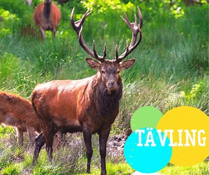 TÄVLINGEN AVSLUTAD! Vinnare är Marcus, Birgit och Emma - Grattis till er! 🥳🌟💚 Det är dags för tävling wiho! Du tävlar om 2 biljetter till parken för ett datum i augusti, och vi kommer dra 3 lyckliga vinnare 😍 Det enda du behöver göra är: 💜Svara på frågan: Kronhjortarnas horn växer väldigt fort; hur mycket kan de växa på en dag? 🦌 💜Gilla inlägget & tagga en vän 👀 Tävlingen avslutas på fredag 4 augusti! Klara, färdiga, TÄVLA!🙌 Psst. kanske finns en ledtråd här: https://www.skanesdjurpark.