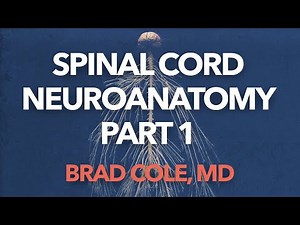 Spinal Cord Neuroanatomy