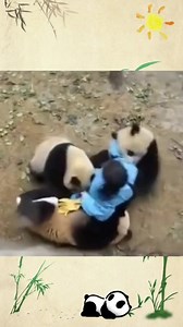 2.1M views · 80K reactions | Say again we are "giant fat ass" and you'll see!!!! You'll never be able to sit again for the rest of your life!  | Pandas, a Light In My Heart | Facebook
