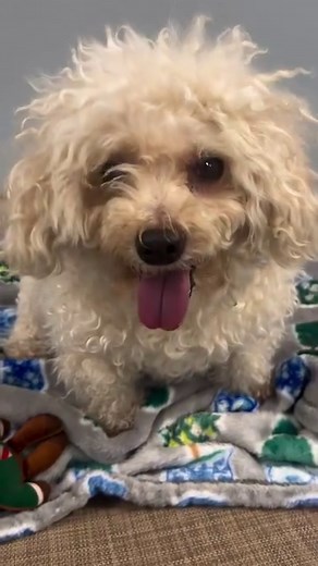 Beau (bichon frise) and Mini (chihuahua) are a bonded pair of best buddies looking for their perfect forever home! Both are 9-years-old and just the cutest little senior pair. ⁣💞 ⁣ Mini can be very selective of the people he likes and a bit spicy with strangers. He seems to love it when you speak sweet baby talk to him and once he “chooses you” he’ll be your best buddy and loyal companion. ⁣ ⁣ Beau is a friendly, playful guy who loves playing fetch with his plushie toys and getting cuddles. He 