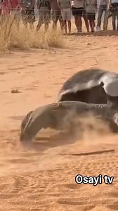 296K views · 4.9K reactions | honey badger repeatedly slamming its head and jaws into a monitor lizard during a real fight. Monitor attempts escape, dragged back. Dust-filled air, tourists reacting loudly. #wildlife #fblifestyle | Toiletboy1 fans page | Facebook