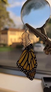 5.1K views · 401 reactions | How growing butterfly 曆 曆 曆 | Beauty of Nature | Facebook