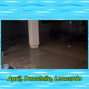 April, Donatello, and Leonardo’s 1st time experiencing the aftermath from rain. Boy do they love water…running, jumping, etc. They sure had a lot of fun and played hard = hard sleep and rest! -Foster Mom, Jennifer If you have any questions, please email our adoption team at followyourheartfoundation@gmail.com You can also click on the hashtag below to see more posts/photos! #fyhapril #fyhdonatello #fyhleonardo #fyhteenagemutantninjaturtles | Follow Your Heart Animal Rescue