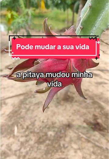 Aprenda a Plantar Pitaya com o Guia Completo - Rei da Pitaya