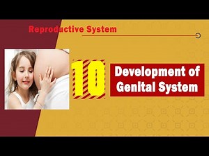 𝟏𝟎. 𝐃𝐞𝐯𝐞𝐥𝐨𝐩𝐦𝐞𝐧𝐭 𝐨𝐟 𝐭𝐡𝐞 𝐠𝐞𝐧𝐢𝐭𝐚𝐥 𝐬𝐲𝐬𝐭𝐞𝐦 👉🧬♀️♂️ (تطور الجهاز التناسلي)