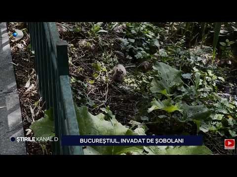 Stirile Kanal D - Bucurestiul, invadat de sobolani! | Editie de seara
