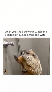 That scream was personal 🤣 Follow @bustedtees for more! This hilarious viral animal video shows a mischievous beaver turning on a shower all by itself — only to immediately scream in shock when freezing cold water blasts down, creating the perfect winter meme moment everyone can relate to. The funny beaver reaction has taken over social media as a relatable cold shower fail, combining cute animals, unexpected humor, and viral meme energy in one short clip. From winter struggles and cold water s
