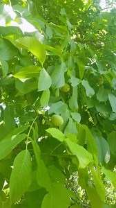 Les noix se déplacent avec l'arbre : vidéo de stock (100 % libre de droit) 3673110747 | Shutterstock