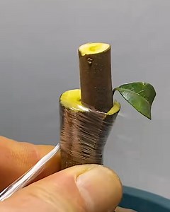 How to grow a tree from a single branch! | Handy Dandy