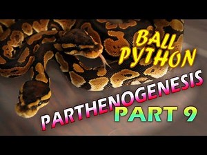 Ball Python Parthenogenesis (Part 9) Boys Or Girls? Plus Names!