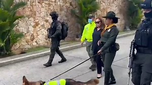 Designer pleads guilty to smuggling python and caiman skin handbags