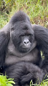 28K views · 195 reactions | Silverback mating behavior is governed by a strict social hierarchy. As the leader of a troop, the silverback typically has exclusive breeding rights to all sexually mature females in his group, though the process is more collaborative than one might expect. For more details about this tour,contact us today on: WhatsApp: +256788506702 : info@pearlnatureholidays.com : www.pearlnatureholidays.com | Onyiko Denis | Facebook