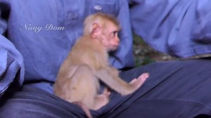 Lisa welcomes new abandon baby boy, she tries so hard to pull baby like this. | Lovely Monkey | Facebook