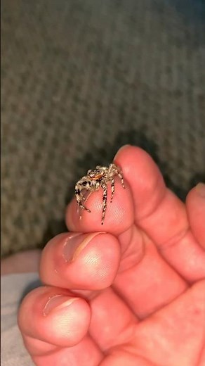 This wild male tan jumping spider quickly became comfortable being held #jumpingspider #animals