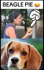 BEAGLE PIE 🥧. Be Vegan. Not a wild HYPOCRITE. #dogs #doglover #dog #God #pet #pets | Andy Faulkner