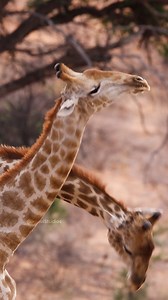Two Giraffe Fighting Wincent sYuKE #nature #wildlife #giraffe | HAWI Studios