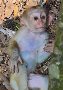 72K views · 1.9K reactions | Mom stop milk her baby monkey by drop her down and leave her cry alone! most sad baby monkey Lucie is try call her mom back... | Monkey New | Facebook