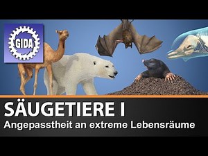 Trailer - Säugetiere I - Angepasstheit an extreme Lebensräume - Biologie - Schulfilm