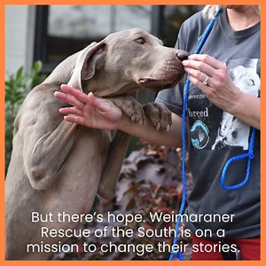 2.3K views · 108 reactions | Weimaraner Rescue of the South on Reels | Facebook