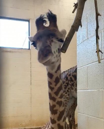 Happiness is having a scrach for every itch - Ogden Nash | Cincinnati Zoo & Botanical Garden