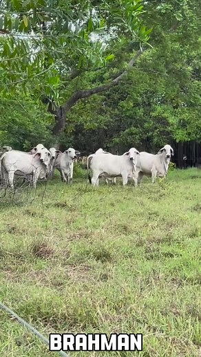 Vacas Brahman 🐮 | Brahman