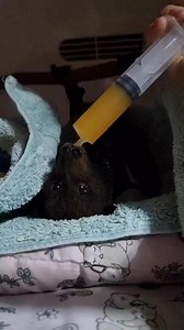 Breakfast in bed! | Bats QLD