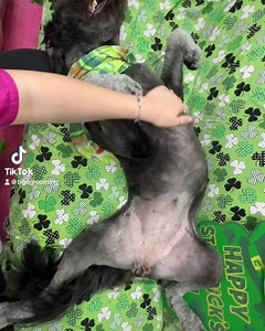 Our salon specializes in pampering your pet! We don't believe in up selling or charging extra for the best when it should already be included! Our full grooms include: -Full bath and blow out -Anal gland expression (if requested) -Complete deshed treatment -All over haircut -Teeth brushing -Nail trimming AND nail grinding -Ear cleaning and ear plucking -Bow &/or Bowtie -Mini photoshoot -Express service grooming We book in advance so don't wait until it's too late! | BGE Grooming