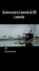 Aulonocara Lwanda Shark Reef (German Import) & OB Lwanda Males and females are available for both. Order now at Beantownaquatics.com | Beantown Aquatics | Facebook