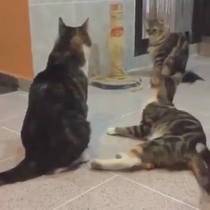 17 shares · 18 comments | Moist Memes for Self-Diagnosed Infants on Reels | Facebook