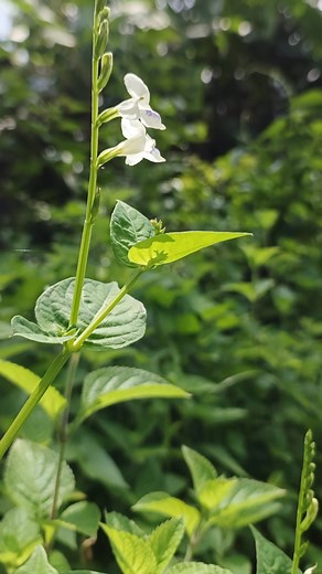 #videography #mobilecamera | Ragil Dewe