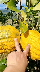 188K views · 2K reactions | Exotic Fruits of China You’ve Never Seen Before! #shorts #plants #farming #instagram #reels | CheQ Facts | Facebook