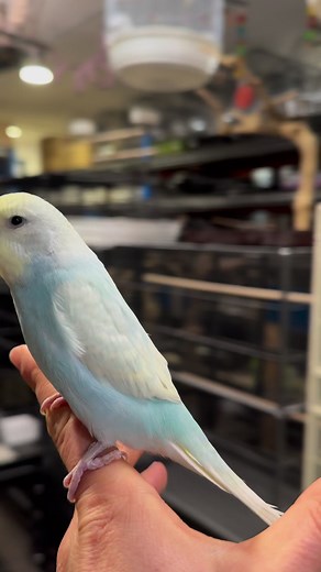 3.1K views · 38 reactions | This is one of a number of hand reared...