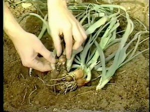 Introduction to tissue culture and micropropagation