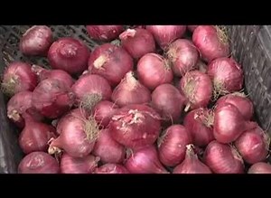 FARMING ONIONS IN KENYA #WOMENFARMERS | 퐌퐒퐈퐍퐉퐄 퐀퐆퐑퐎 퐒퐎퐋퐔퐓퐈퐎퐍퐒 | Facebook