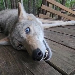 Please don't move without giving them a little Love!🥹🩷 . . . . #jenniferlopez #wolf #wolves #usa #alexandradaddario #AngelinaJolie #MeganFox #margotrobbie #love #chrisevans #ChristianBale #AnneHathway #BrieLarson #reelschallenge #ScarlettJohansson #elizabetholsen #JenniferLopez #JenniferAniston #JenniferLawrence #priyankachopra #KristenStewart #HaileeSteinfeld #emiliaclarke #galgadot #wonderwoman #DC #mcu #MeganFox #kyliejenner #kimkardashian #kendalljennerfansRating | Wolf Lovers