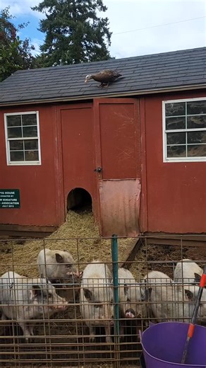 36 reactions · 3 comments | Wait for it and see Della in flight. Female muscovy ducks have been known to fly in short bursts up to 60 feet high to roost. Most adult male muscovy ducks get too heavy to fly more than a few feet. #veganfarmsanctuary #plantbased #adoptrescuefoster #ducks #muscovyduck #adoptrescues | Out To Pasture Sanctuary | Facebook