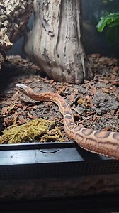 Scaleless Anerey Corn snake #terrarium #bioactive #reptileroom #snakes | Coastal Exotic Oasis