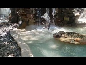 11K views · 428 reactions | Throw Back Thursday! Remember when Kylo Ren was litle, and learning about how much fun pools are? #TBT #KyloRen #WaterBaby #TigerPool | In-Sync Exotics Wildlife Rescue and Educational Center | Facebook