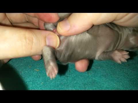 How to Gender Baby Bunnies Part 1.