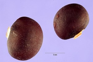 Pachyrhizus - Alchetron, The Free Social Encyclopedia