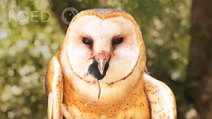Watch Barn Owls Swallow Rodents Whole | KQED