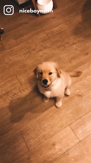 Academy award for most dramatic doggo goes to.... ME 🏆 | Dog Spirit